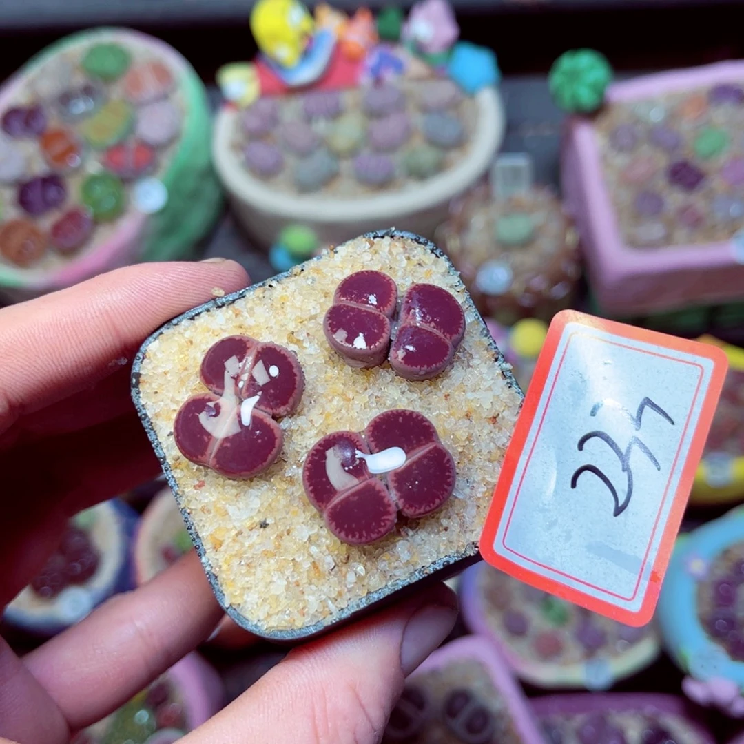 233生石花带盆发1
