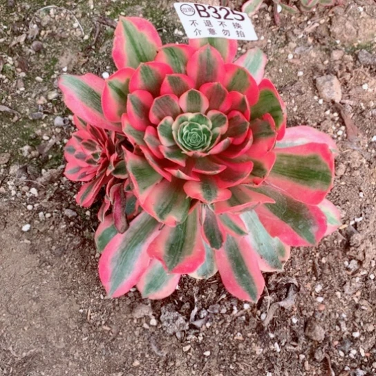 多肉植物女妖325