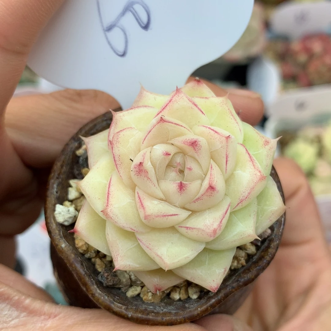 边线女王单头60多肉