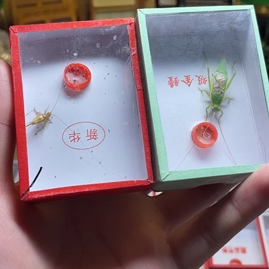 金钟加新华大黄蛉
