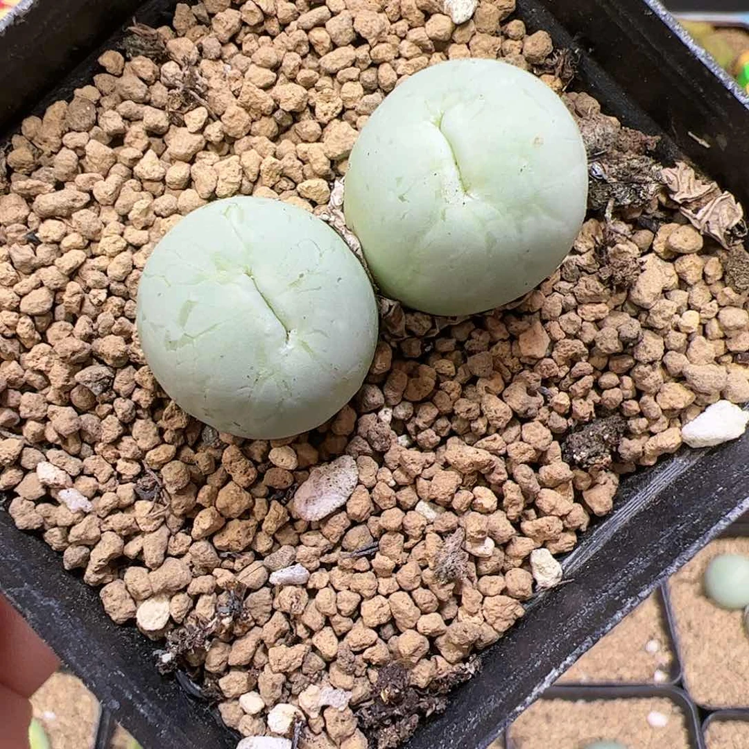 【闪购商品】113 开播福利