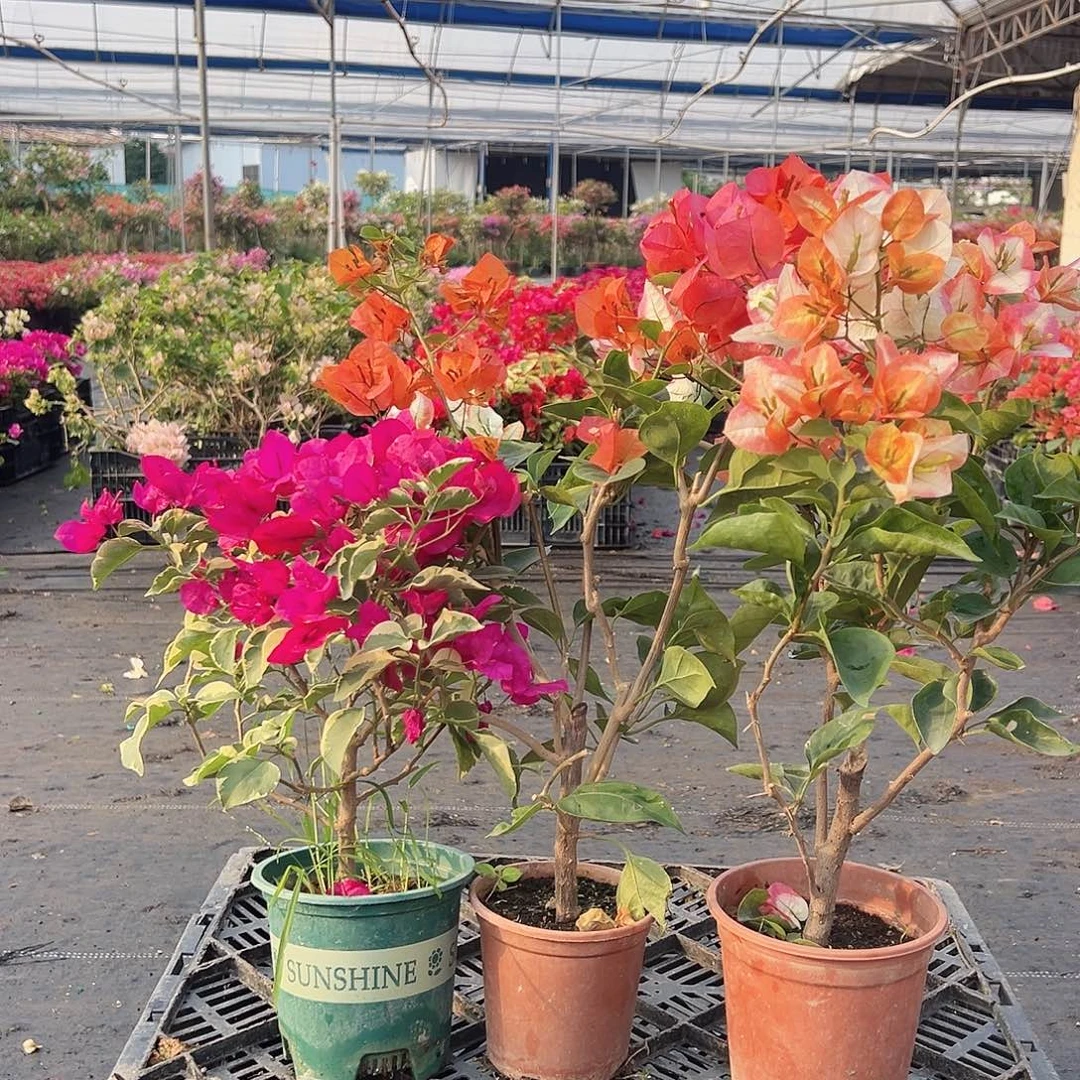 大部分花苞少量开放金边蓝月亮，宝老橙，凤凰组合