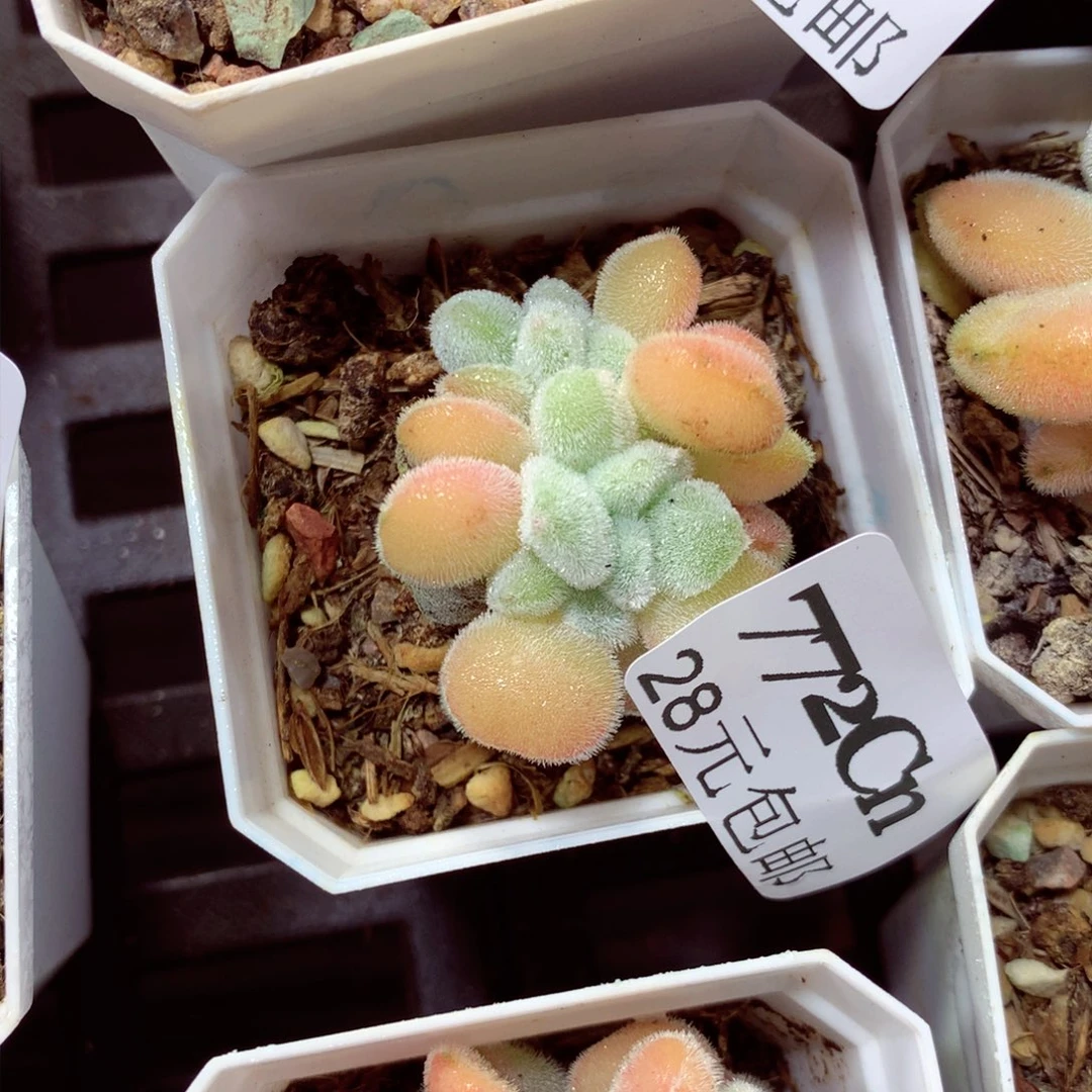 5厘米盆精控多肉772