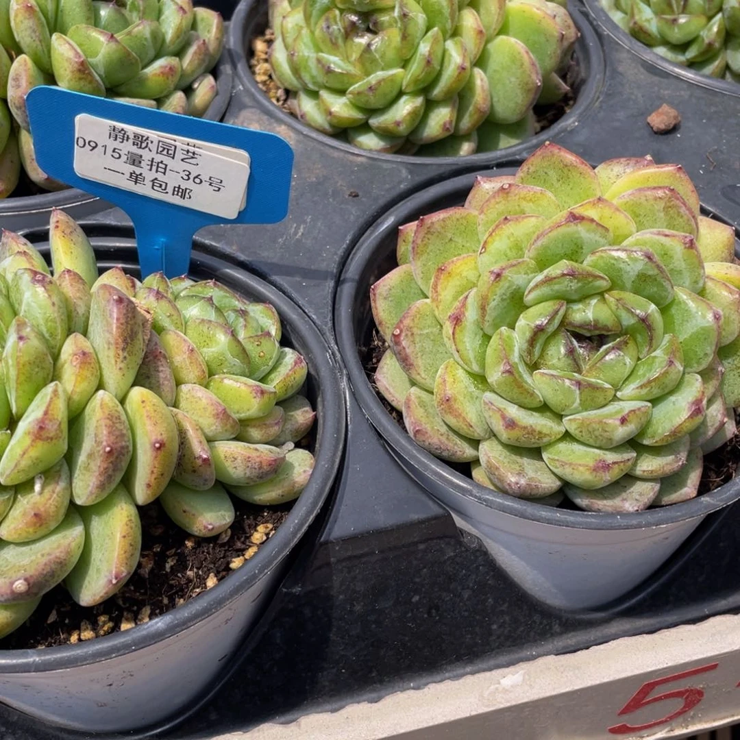 0915-36-黑橙开播福利一刻