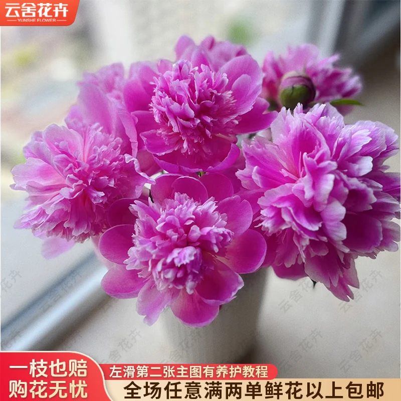 【云舍花卉】【蓝梦】芍药【品种特性花苞小】任意满两单及以上鲜花包邮