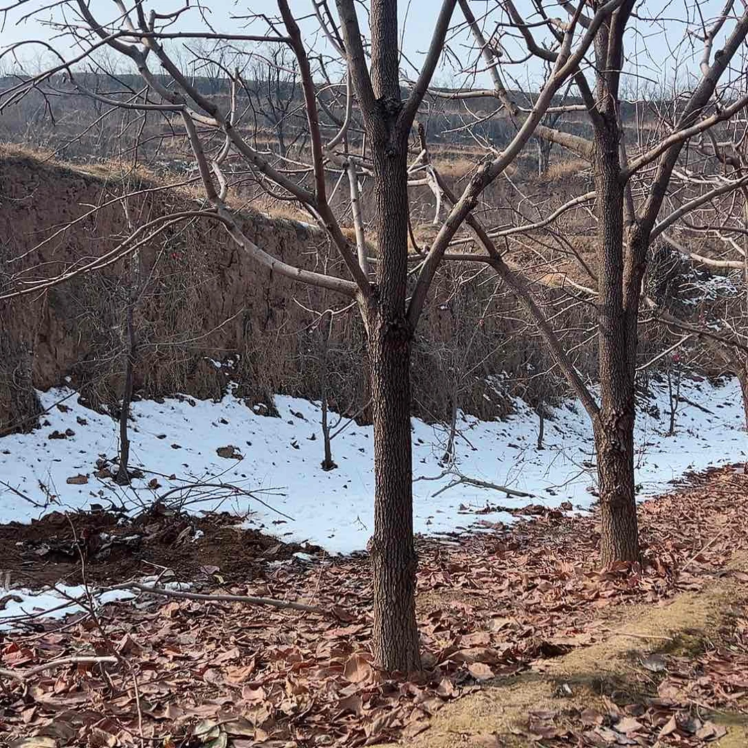 无花朵柿子树柿子树