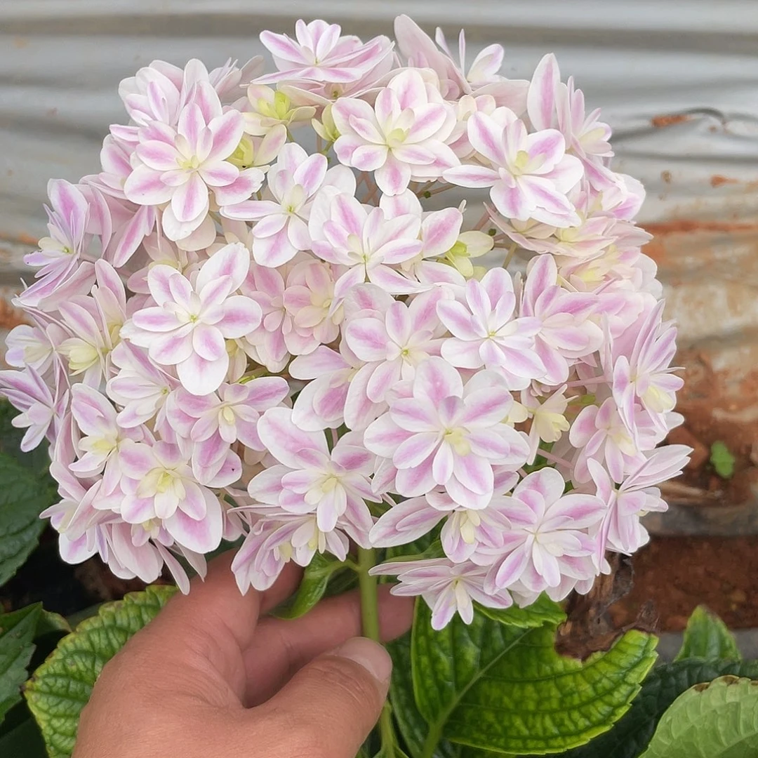 绣球切花一物一拍3枝起包邮，歪头102