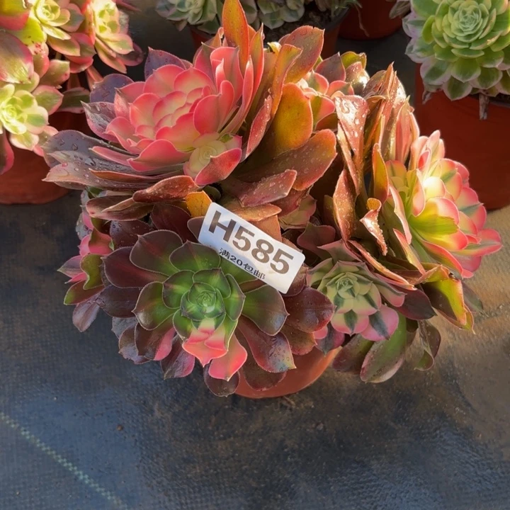 瑞妈，。。。。。585香妃，