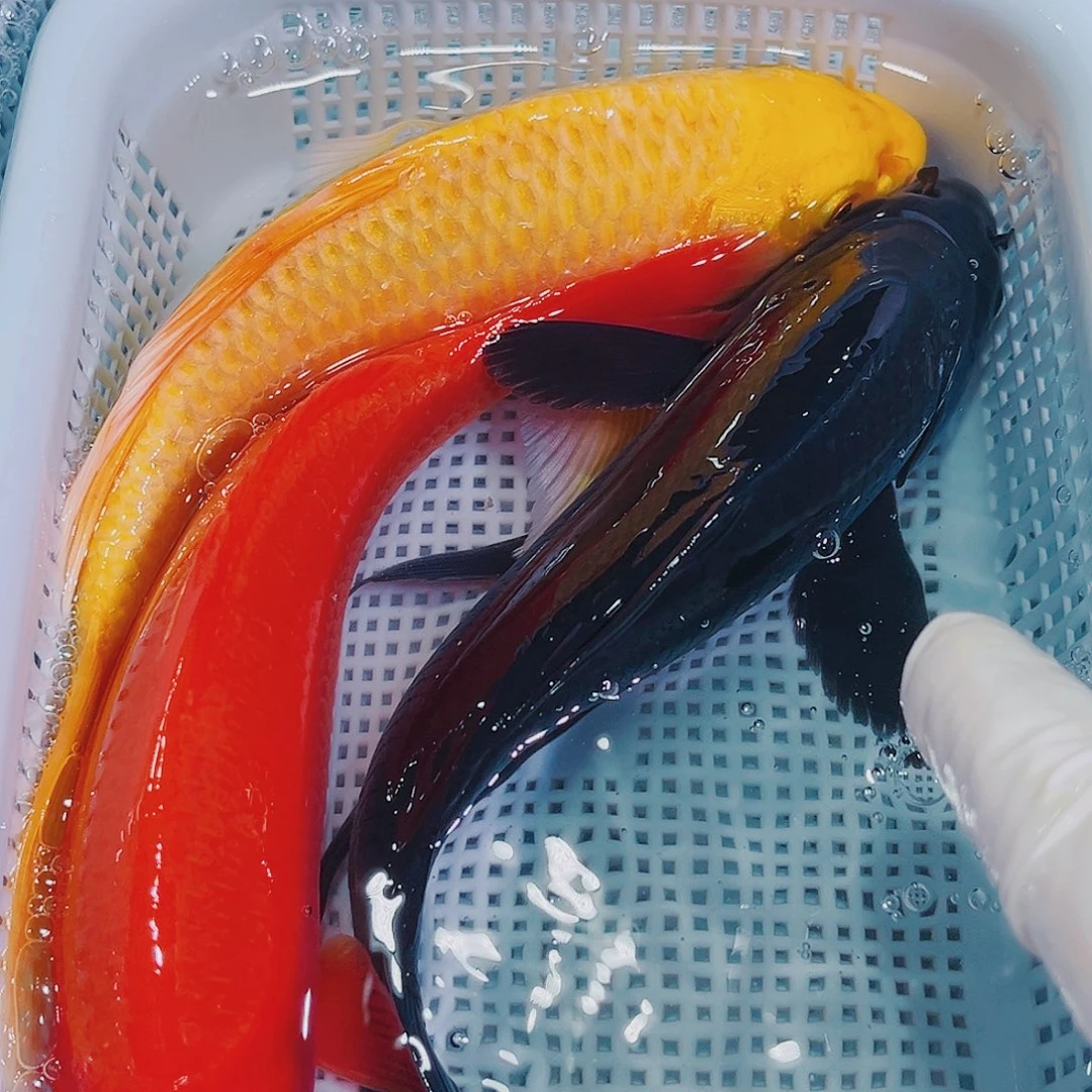 锦鲤锦鲤冷水鱼观赏