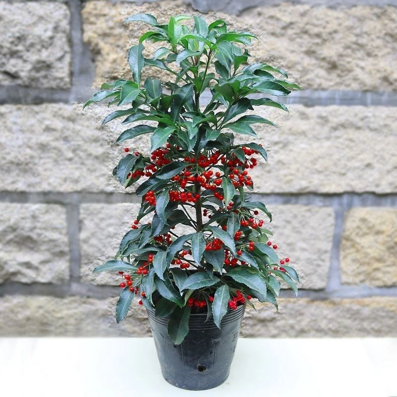 好养的花耐寒花卉室内植物盆栽四季常青带果金玉满堂盆栽富贵籽1