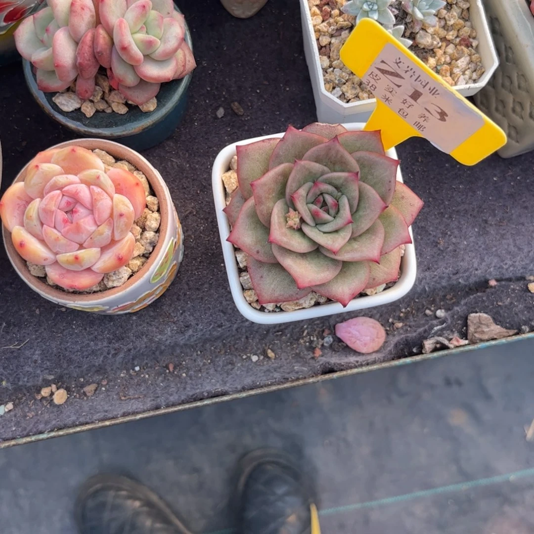 ?*宁多肉植物111111