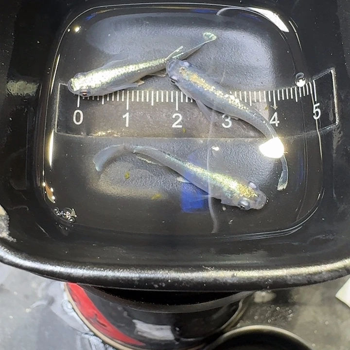 青鳉鱼35号拍品歌舞姬黑干