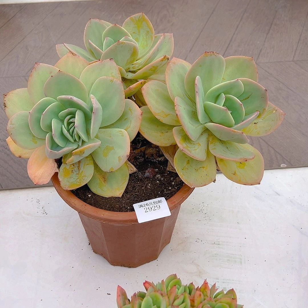 五***米2929凤多肉植物多肉