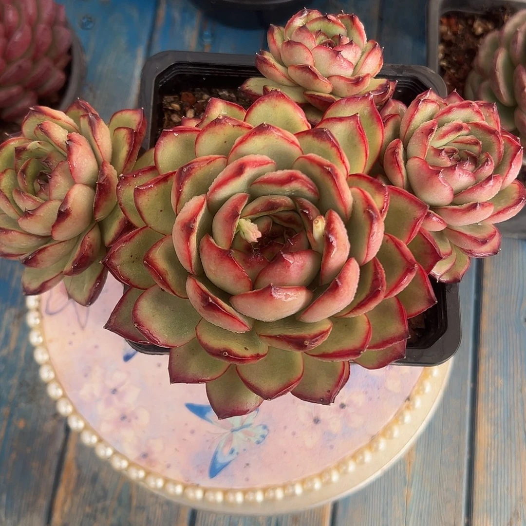 蒙布朗多肉植物一物一拍