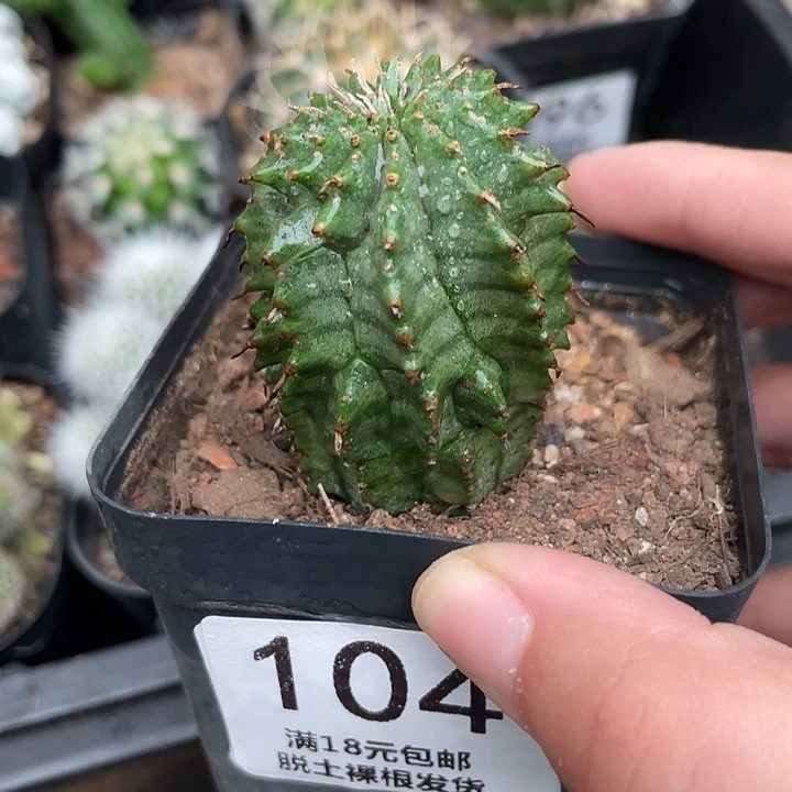 104白衣魁伟玉仙人球植物
