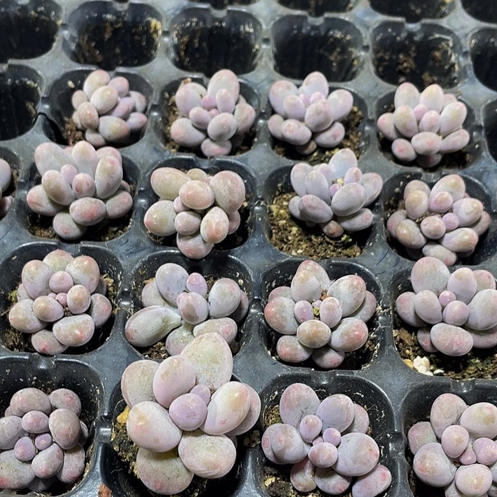 小汤圆1元带土发货