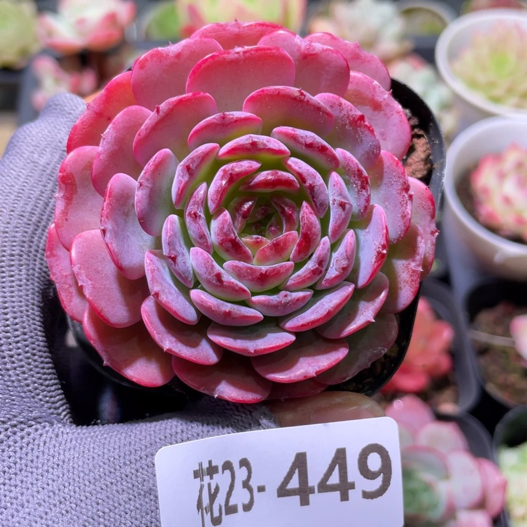 花利美23-449果糖