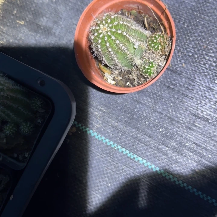 矮胖白檀1234白檀904