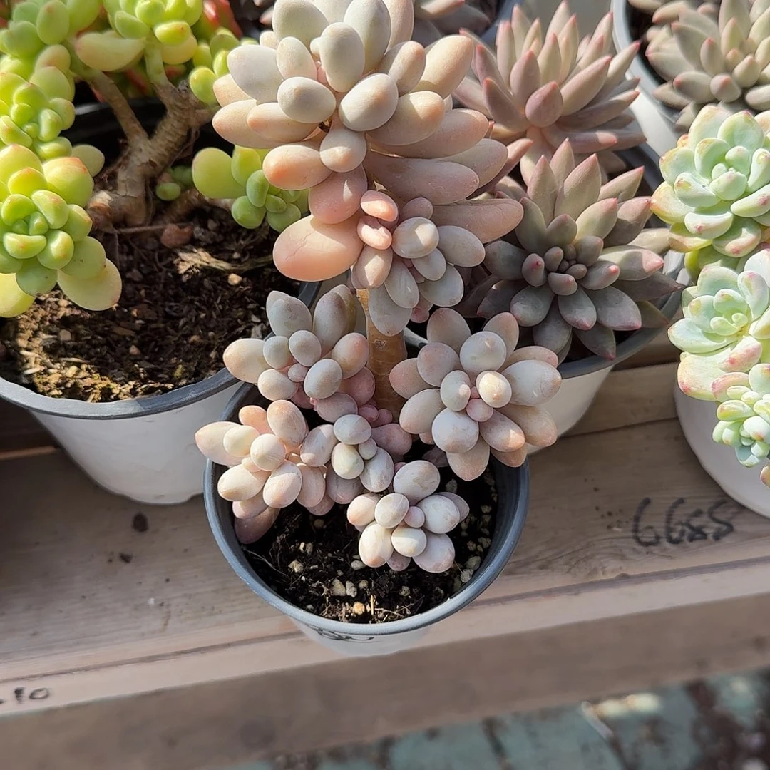 粉色恋人多肉植物