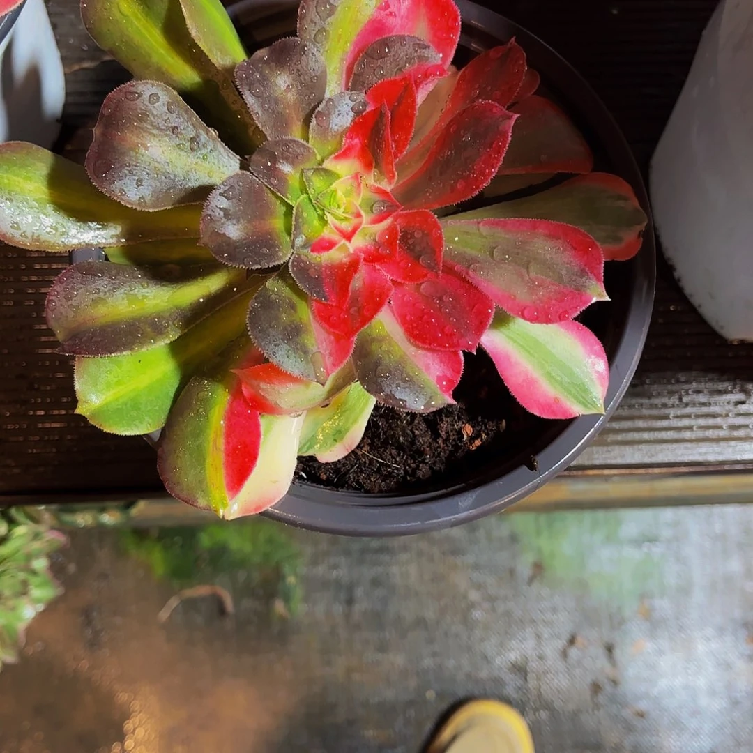 ꧁***꧂290多肉植物植物植物福利