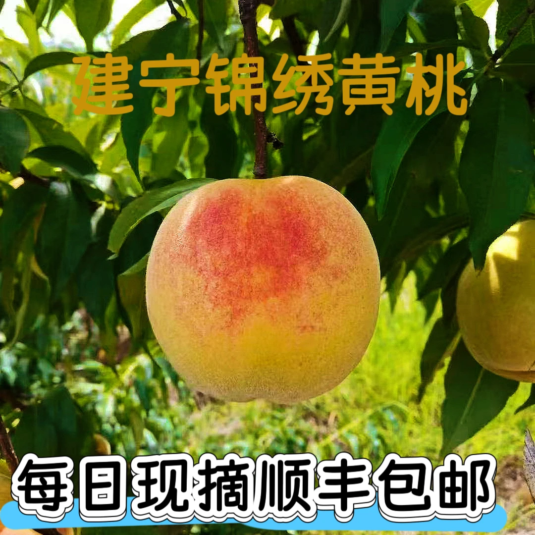 福建建宁锦绣黄桃现摘现发肉厚爆汁清甜当季新鲜水果顺丰包邮