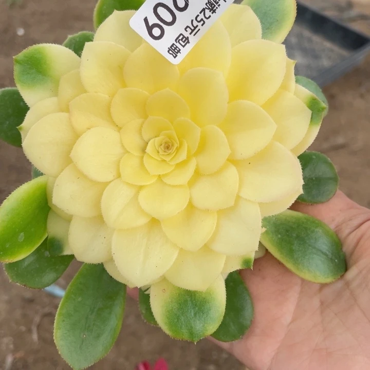 209荔枝多肉12345678