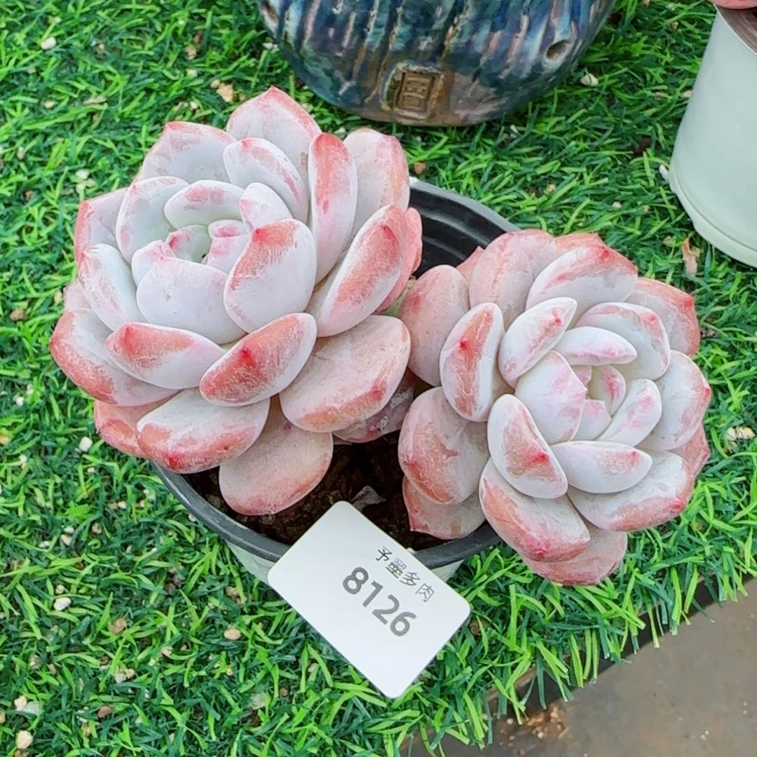 长杆星影，8126多肉植物