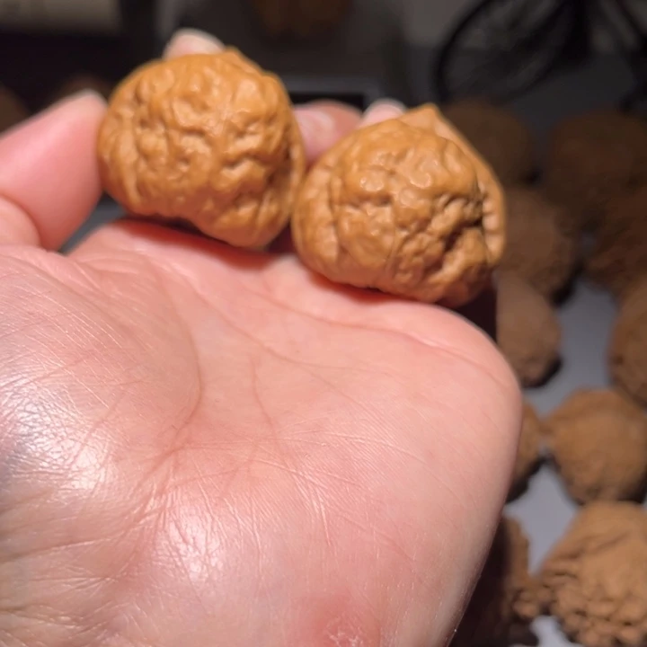 木质类沽蝉36全品