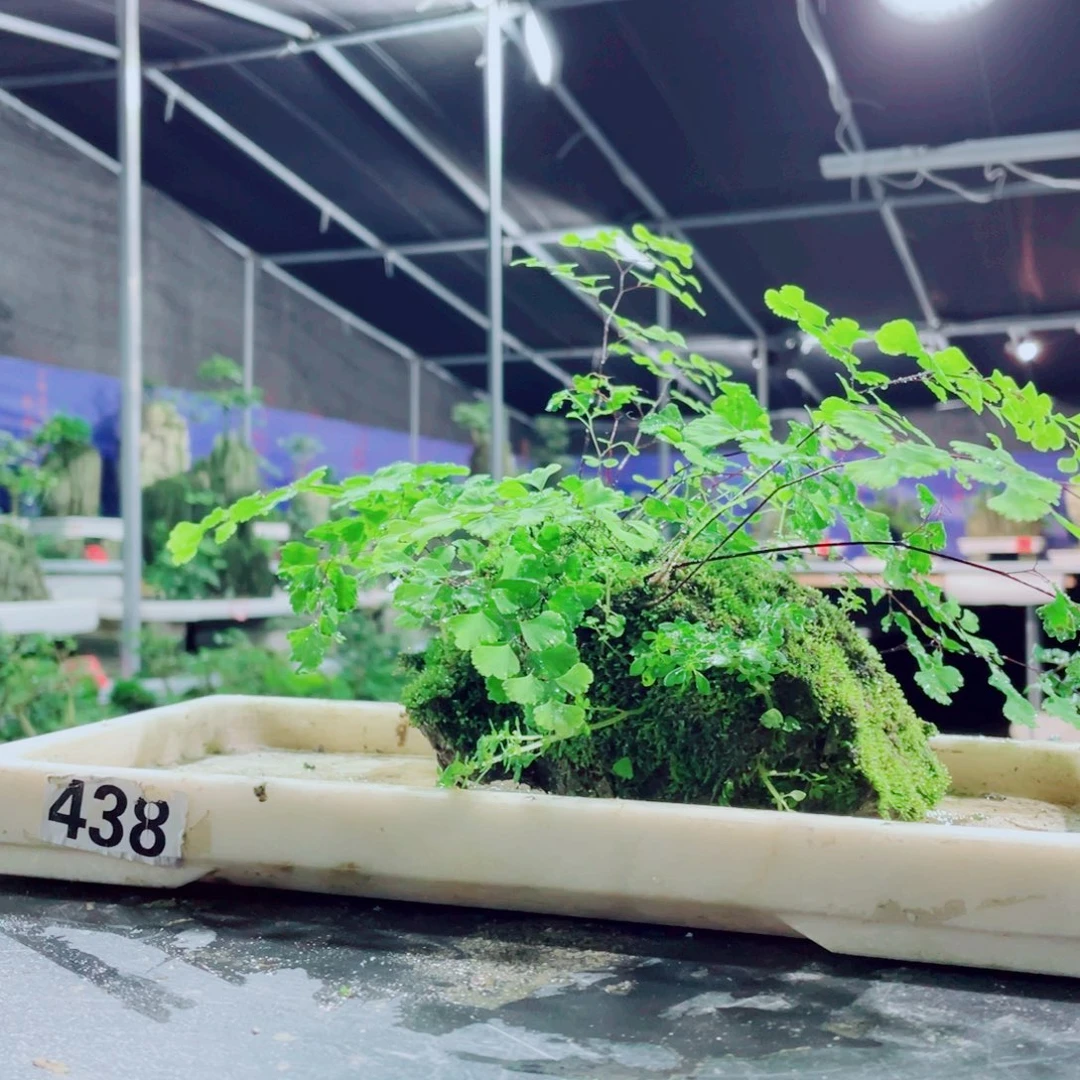 用***3无花朵我想和她好好聊聊呢呵呵