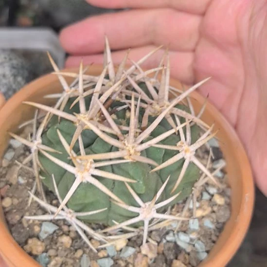 碧岩玉直径5直播间特供