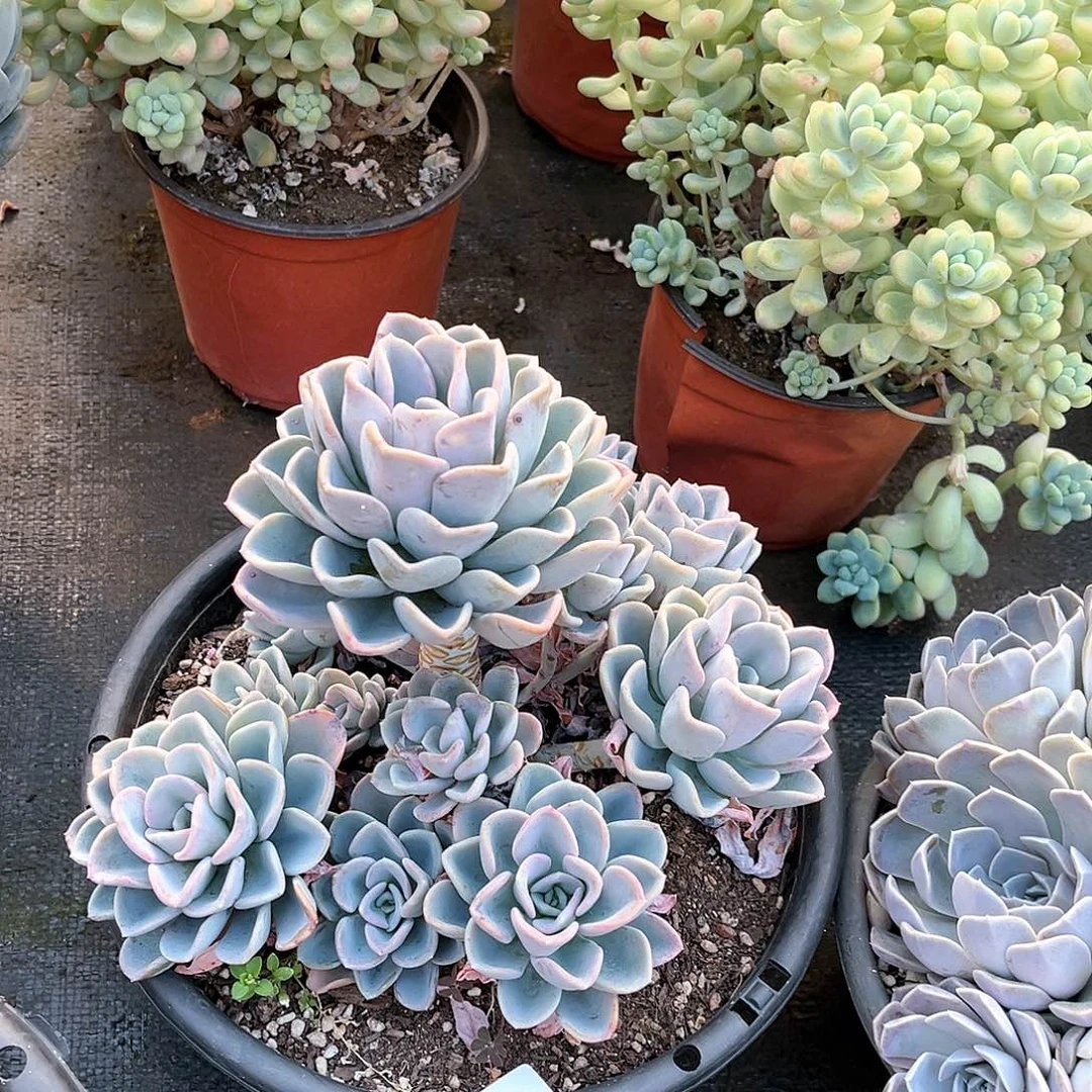 夏***糖美尻），馬群生40004