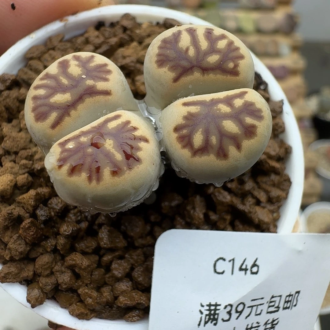 146多肉哈哈哈哈哈哈