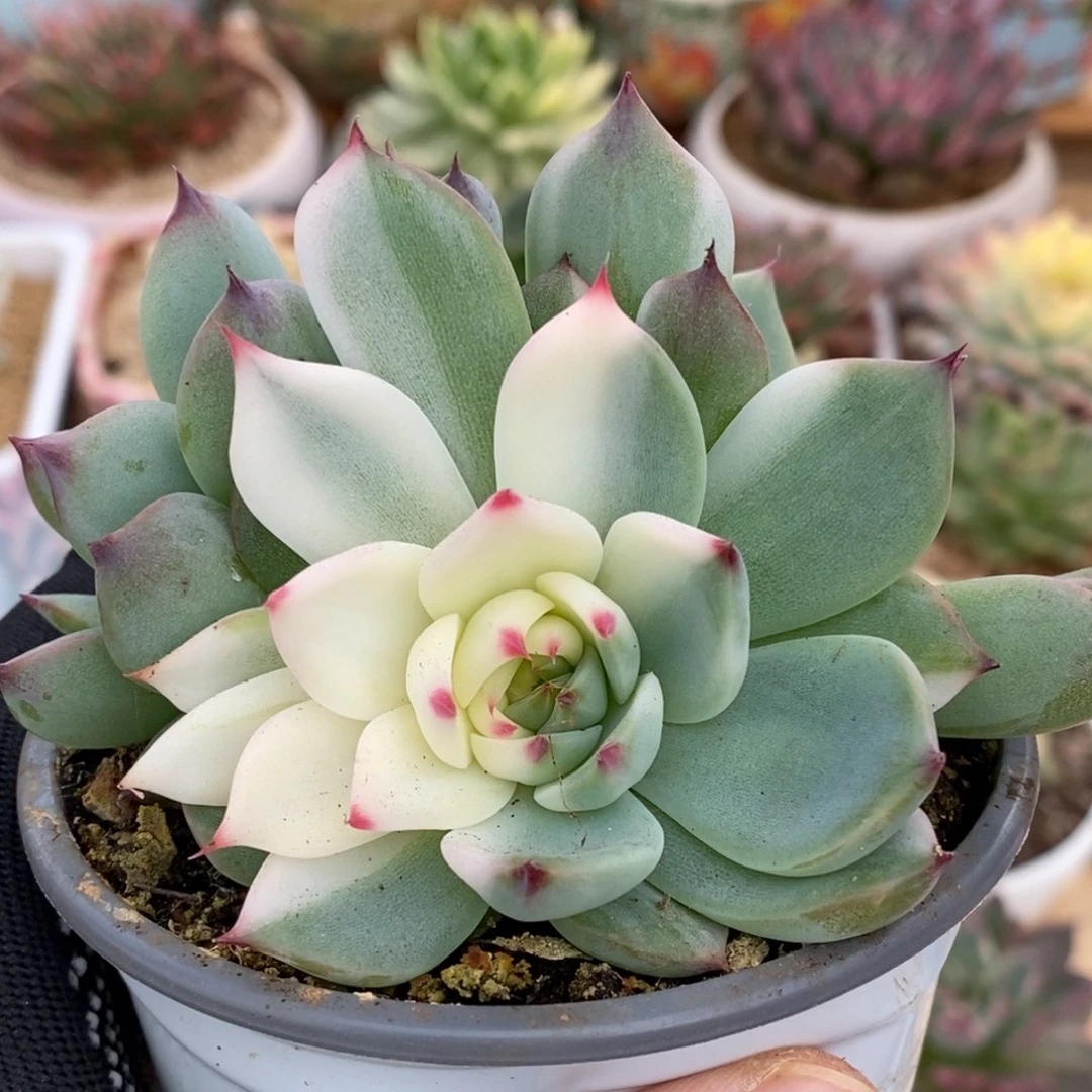 768三头吉娃娃阴阳锦