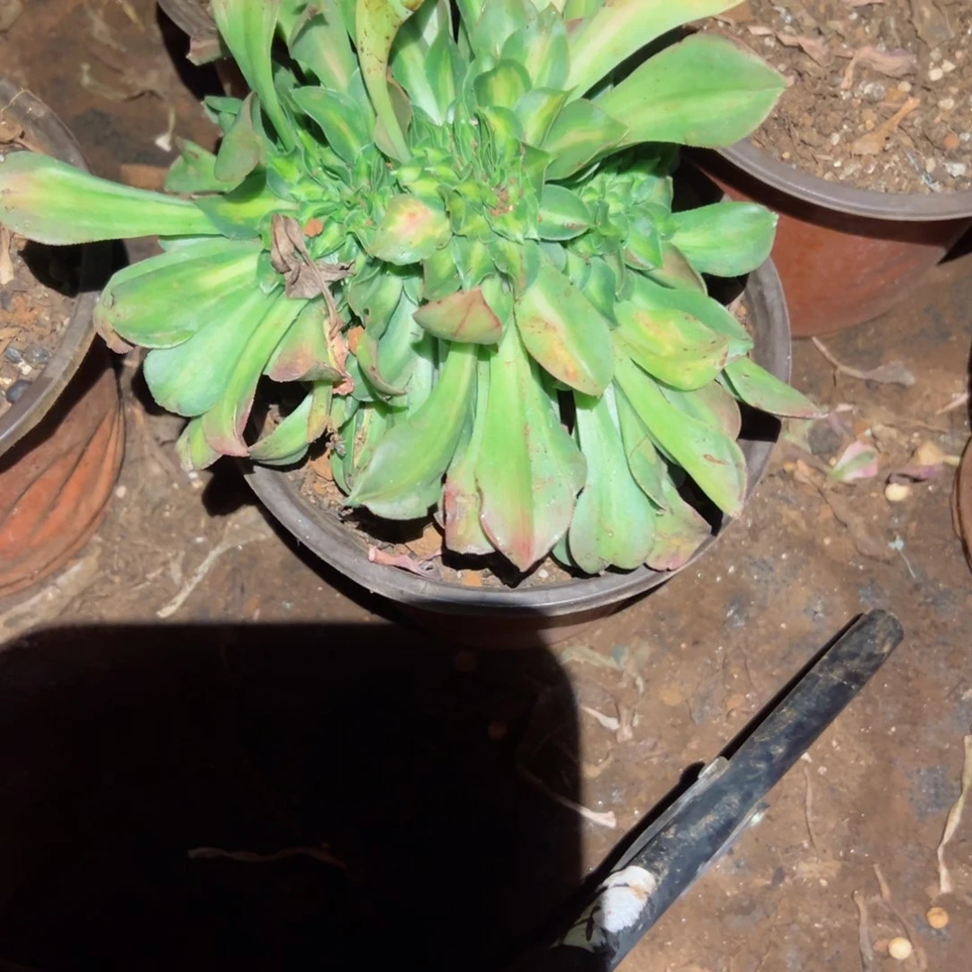 808 号多肉植物法师新年福利