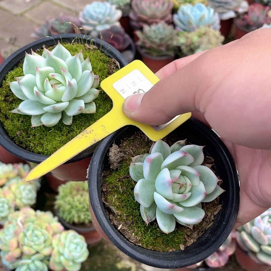 T***园812两个一组多肉植物