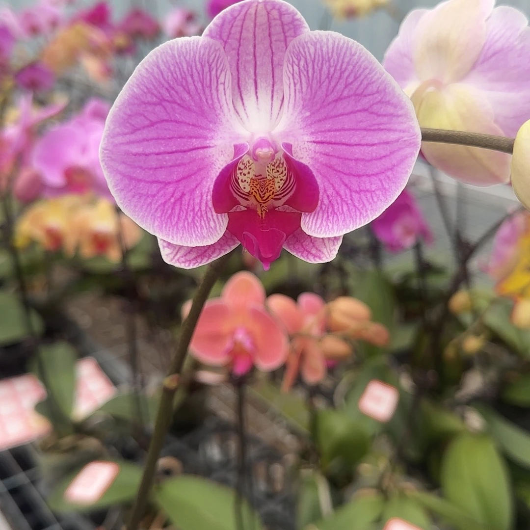 大部分花苞少量开放A014无售后带花发