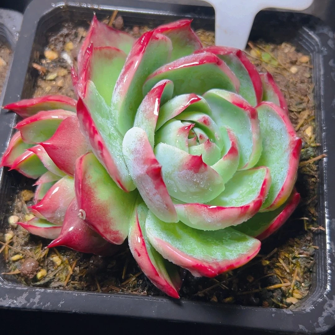 肉**雕惊鸿仙子一物一拍5063号