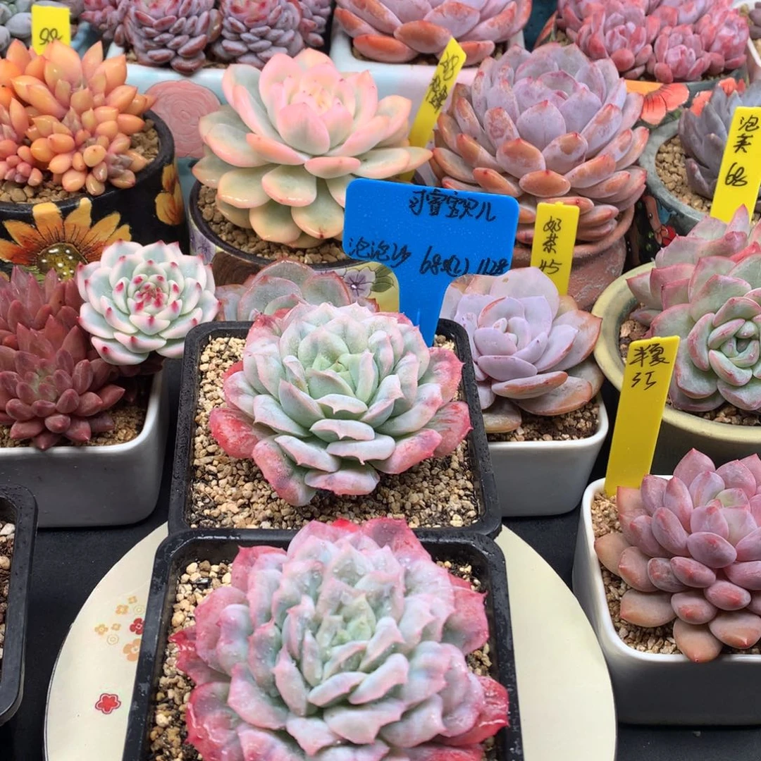 我们家的小仙女们