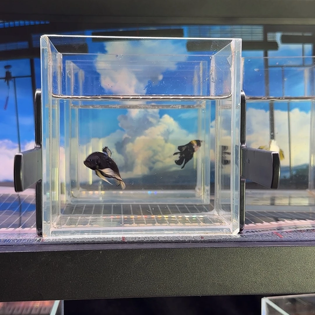 斗鱼精品斗鱼高端vip碎星黄