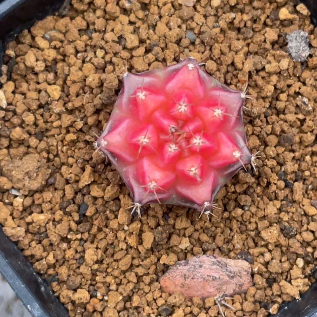 当前无花朵，栽培后可花朵粉红派