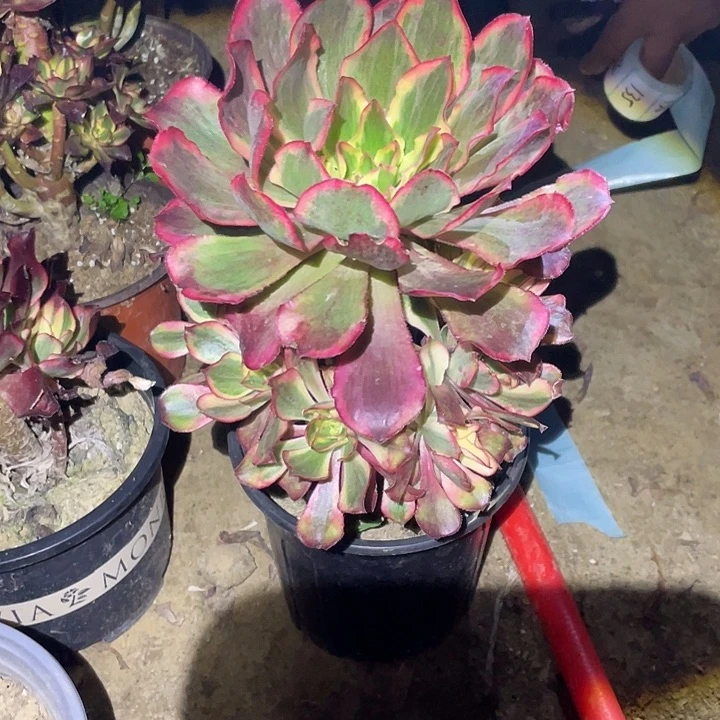 微****法师植物魅影法师134