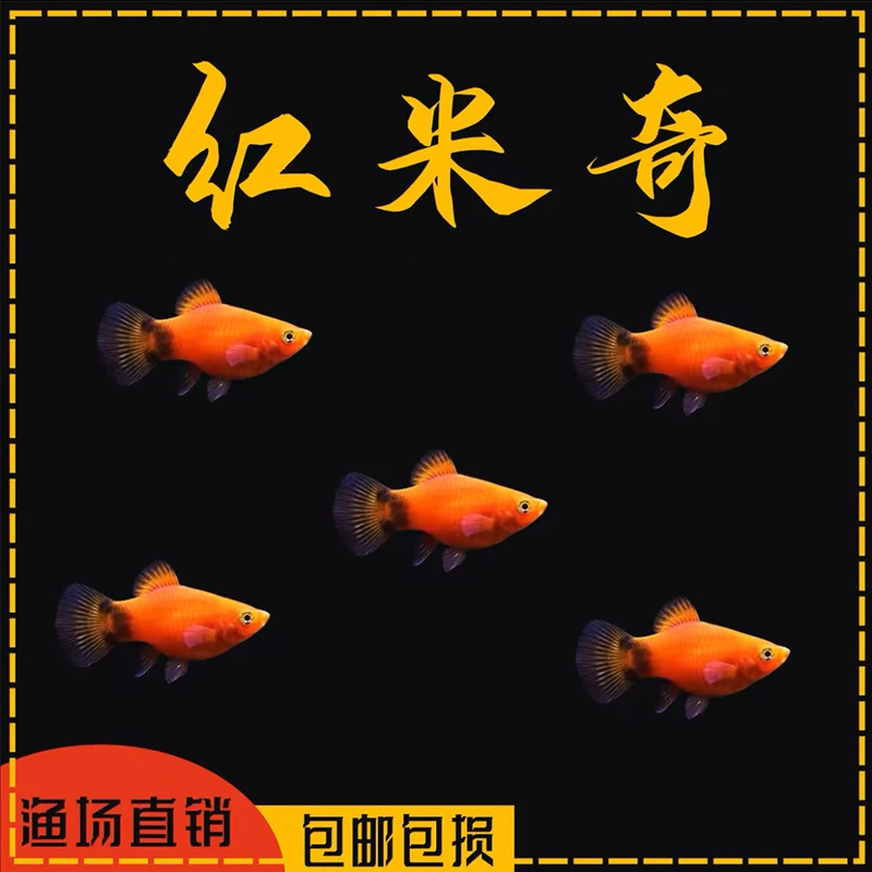 红米奇热带鱼小型鱼鱼缸小精灵胎生鱼新手闯缸鱼好养耐活