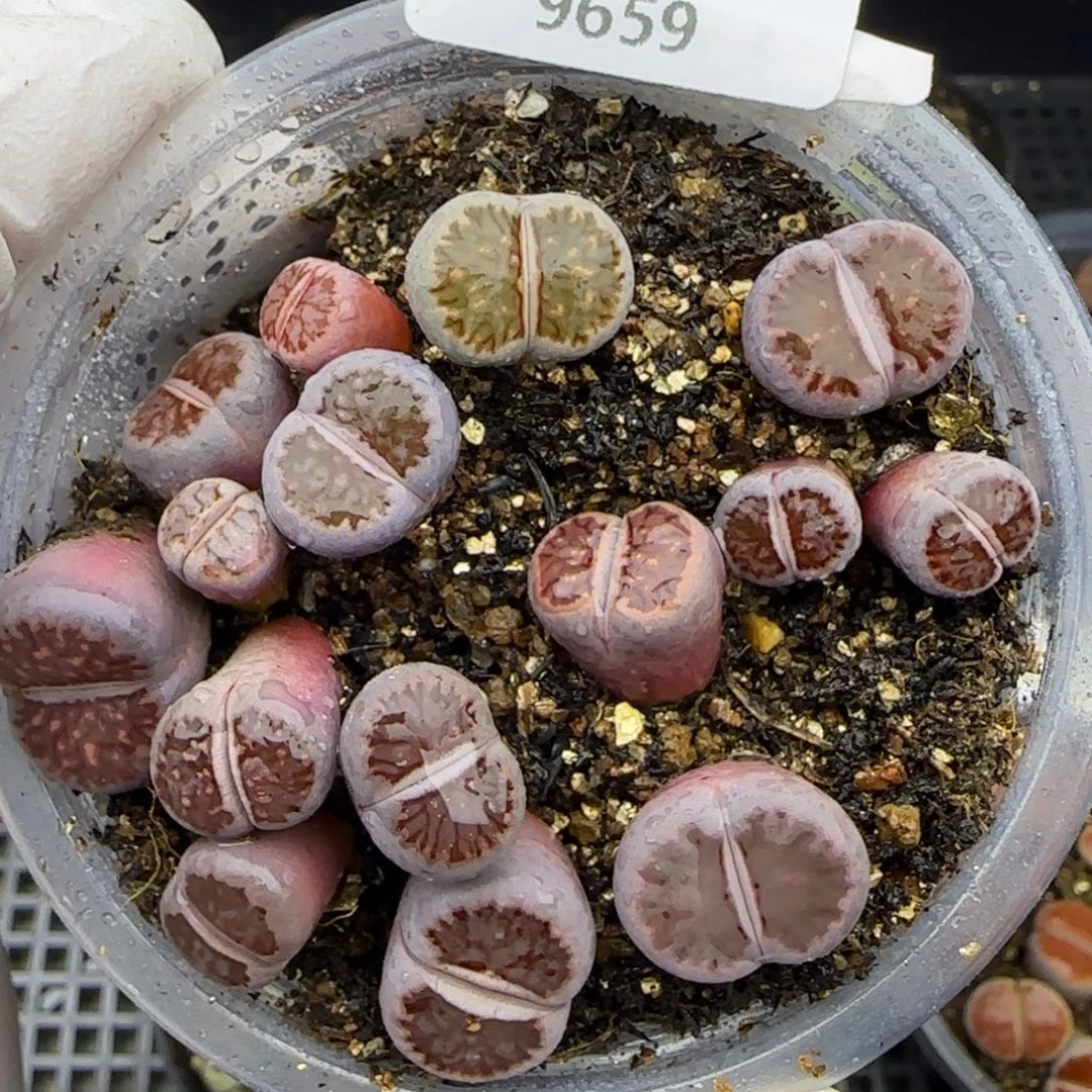 9656。紫菊。默认脱土。18包邮。偏远88包邮