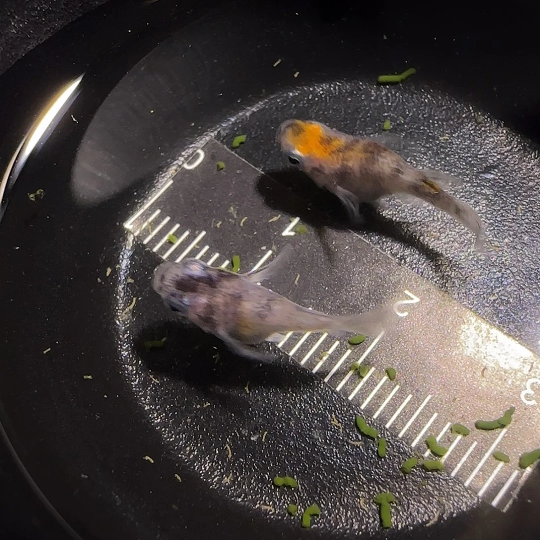青鳉鱼观背青鱂一物一拍123