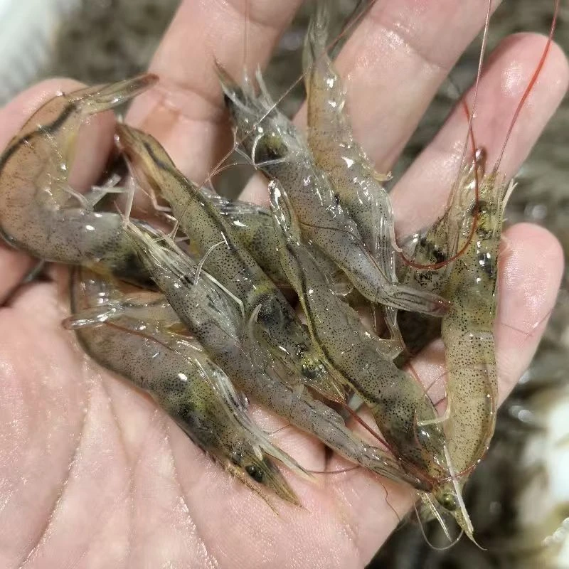 野生海捕速冻小白虾半斤一盒，一斤100条左右油炸虾 小虾 闲小勿拍
