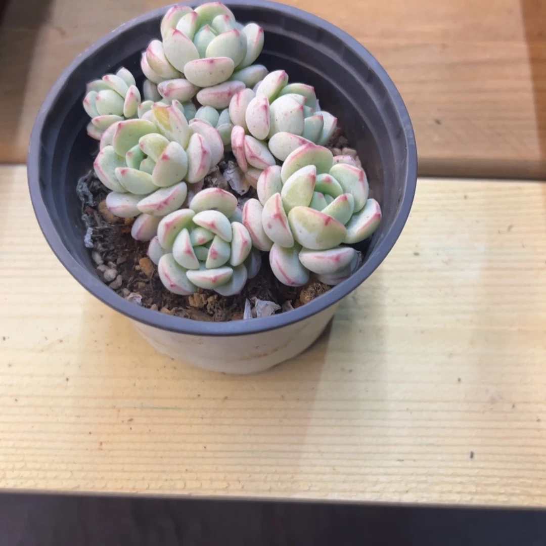 小香草群，福利多多