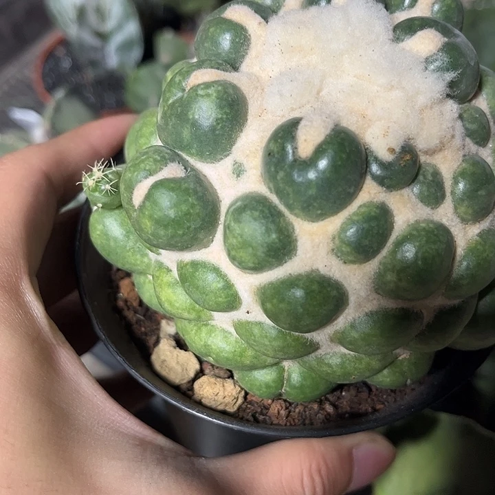 不开花植物仙人球