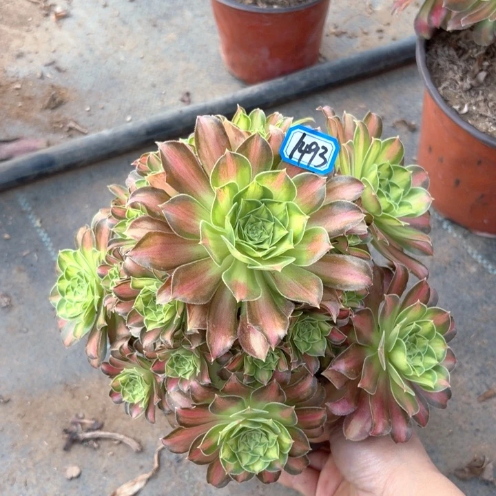 韶华1493法师多肉