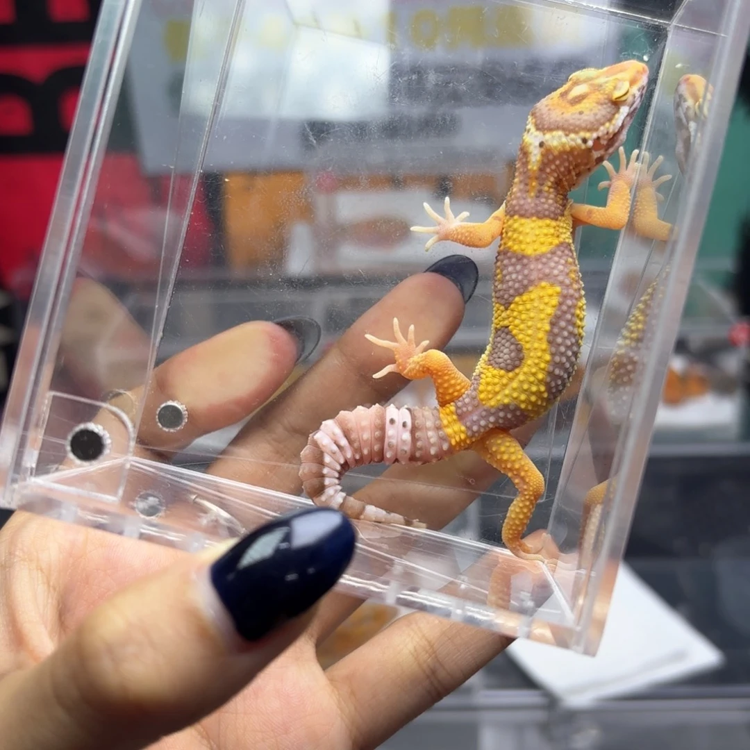 豹纹守宫贝尔暴龙X38妹妹