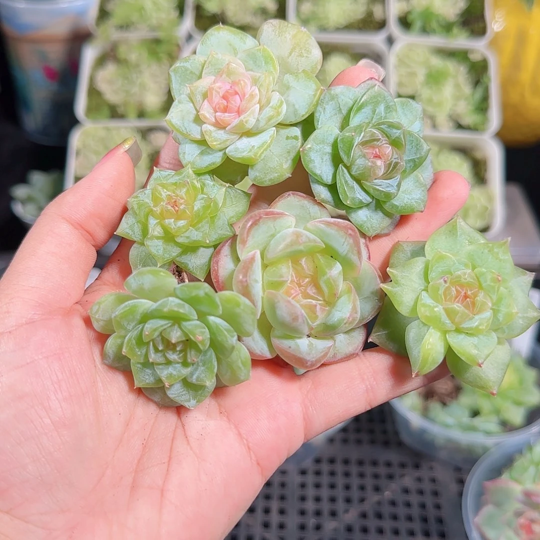0911---119糖心珍妮